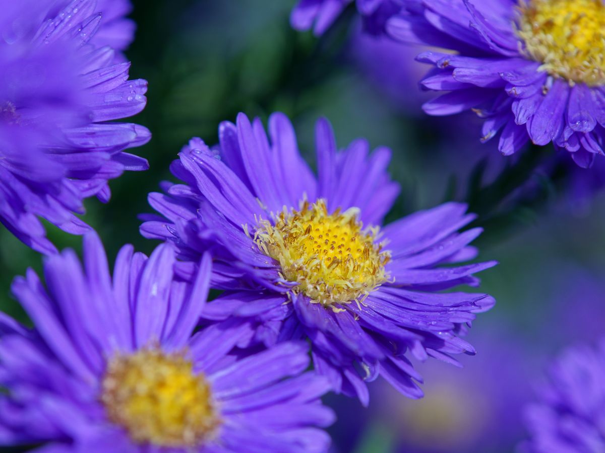 アスターの花言葉