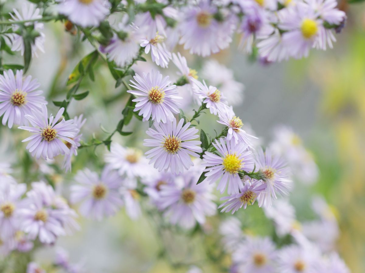 アスターの花言葉