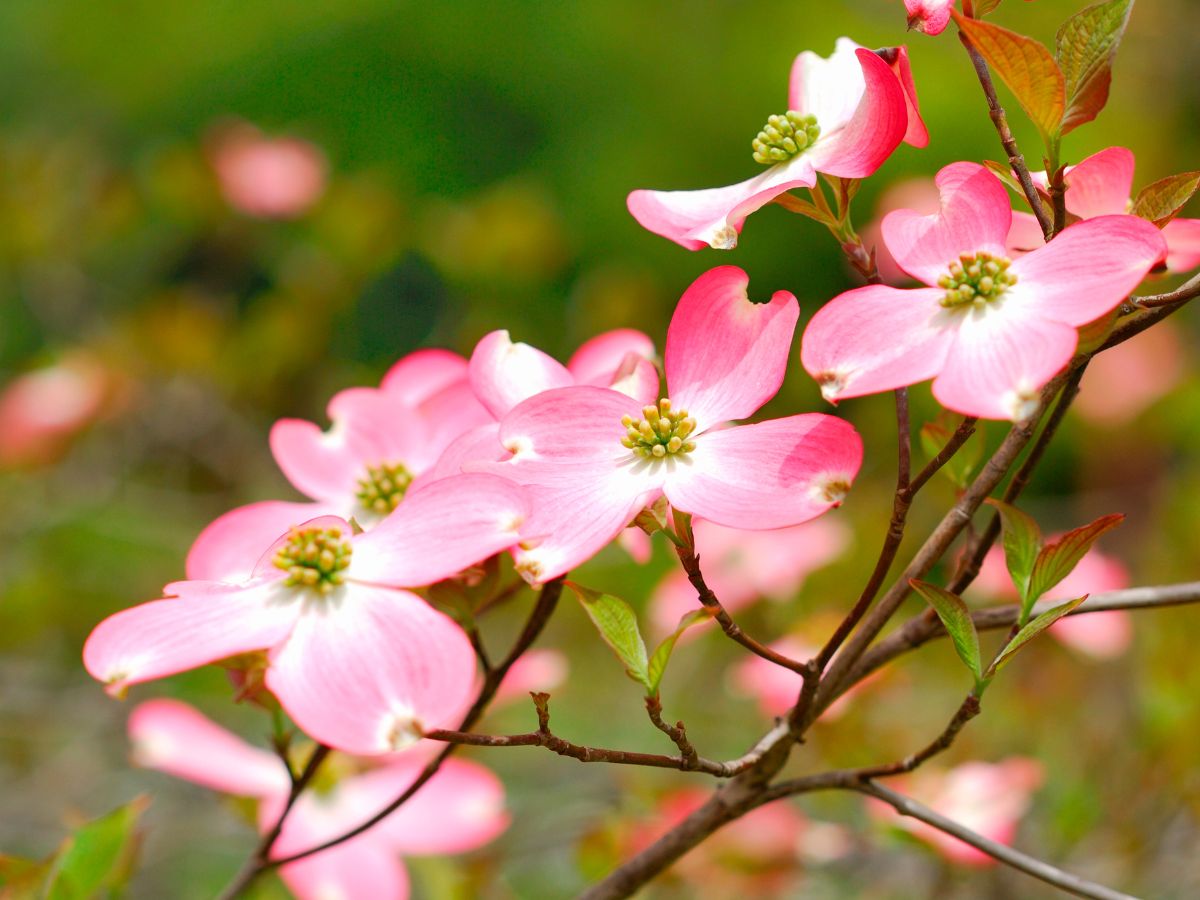 ハナミズキの花