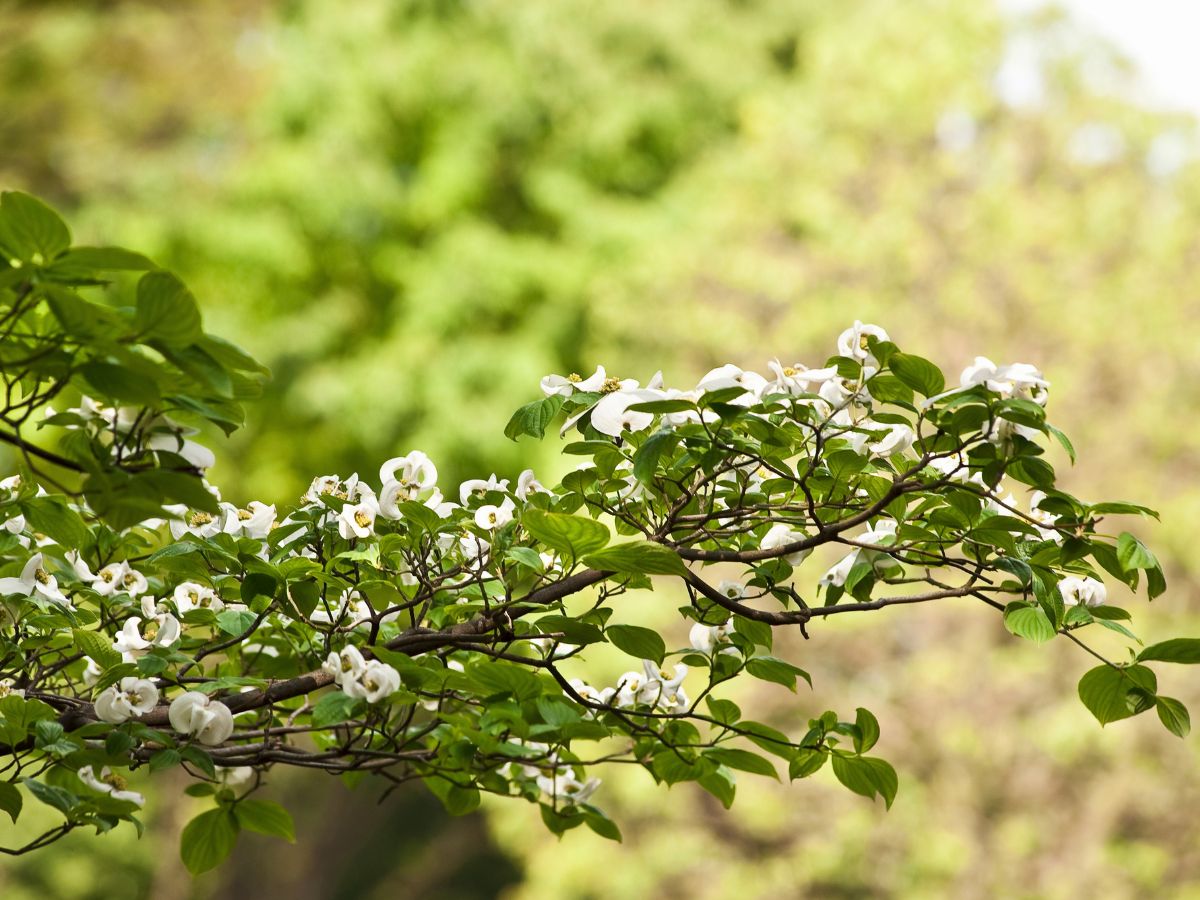 ハナミズキが葉っぱばかりで花が咲かない理由