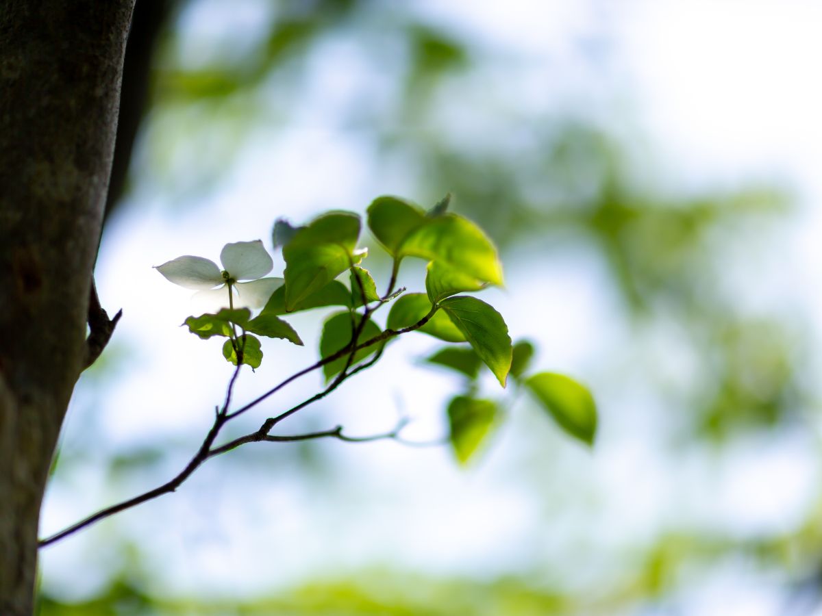 ハナミズキが葉っぱばかりで花が咲かない理由