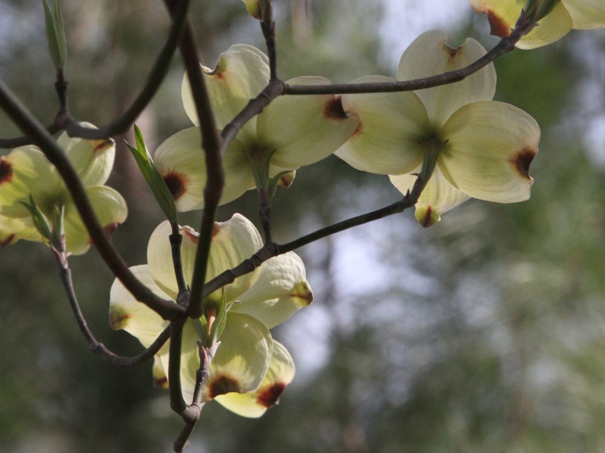 ハナミズキが葉っぱばかりで花が咲かない理由