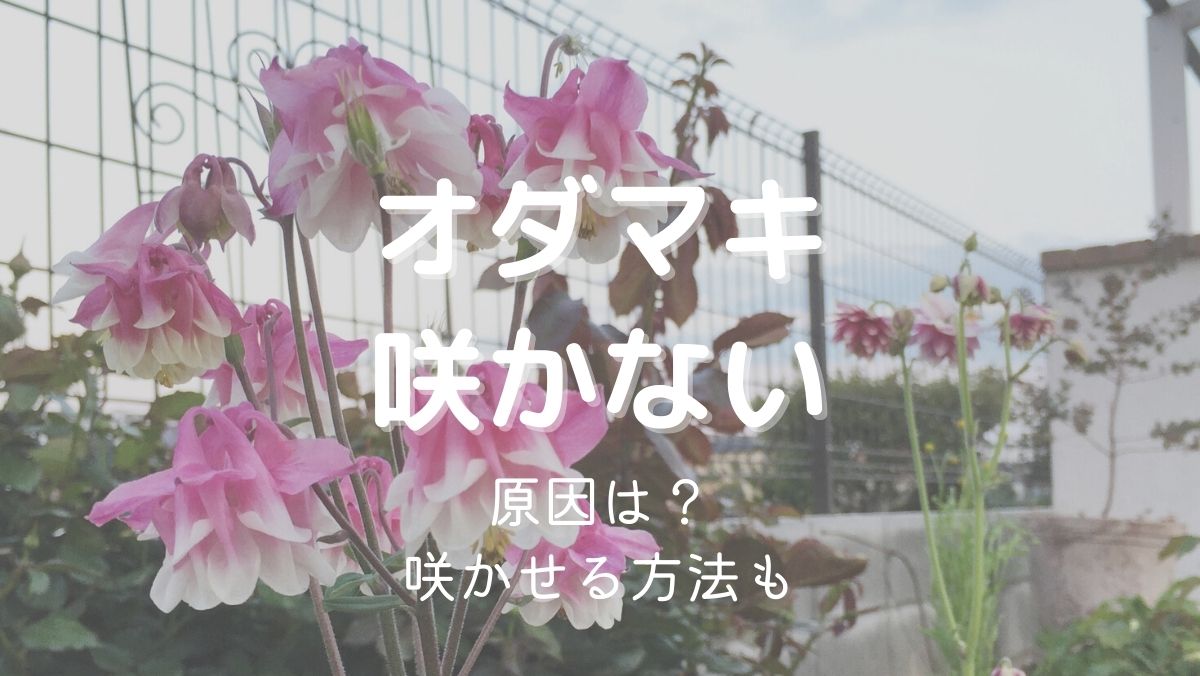 オダマキの花が咲かない原因と咲かせるための対処法をくわしく解説！