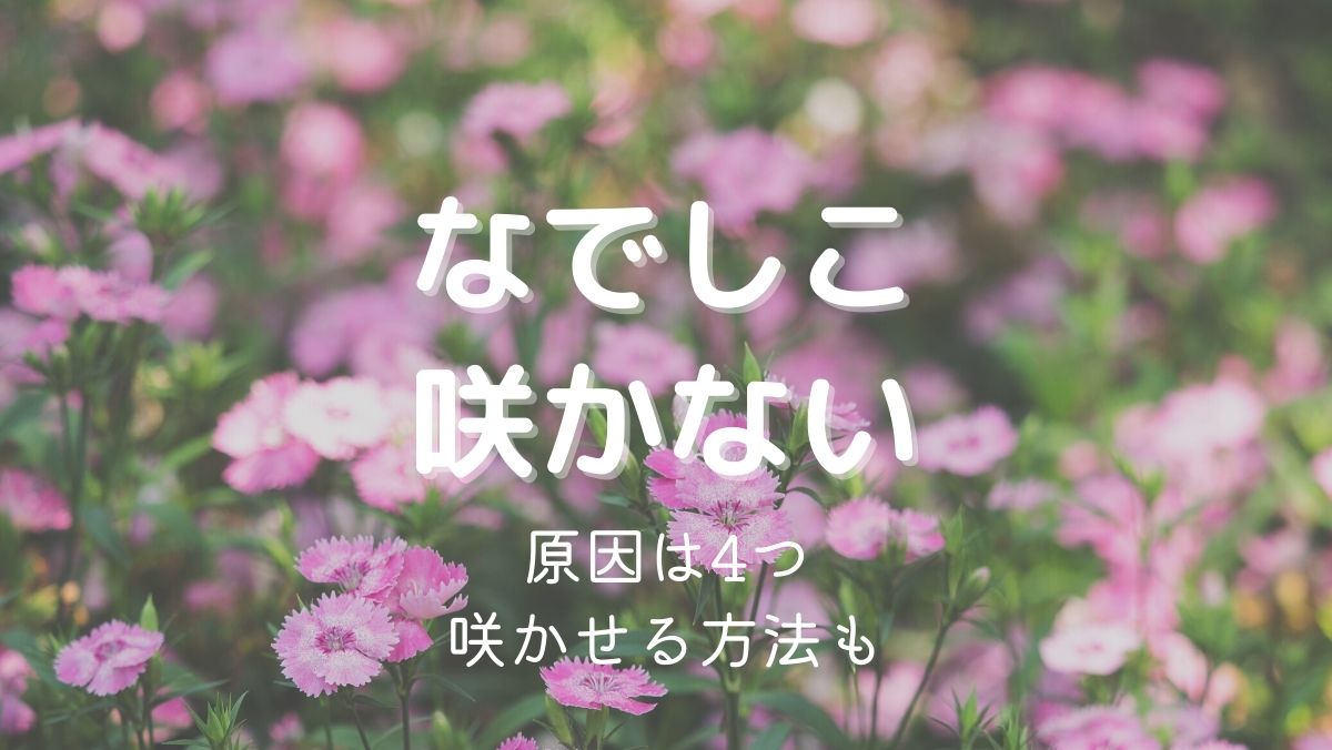 なでしこの花が咲かない原因と咲かせるための対処法をくわしく解説！