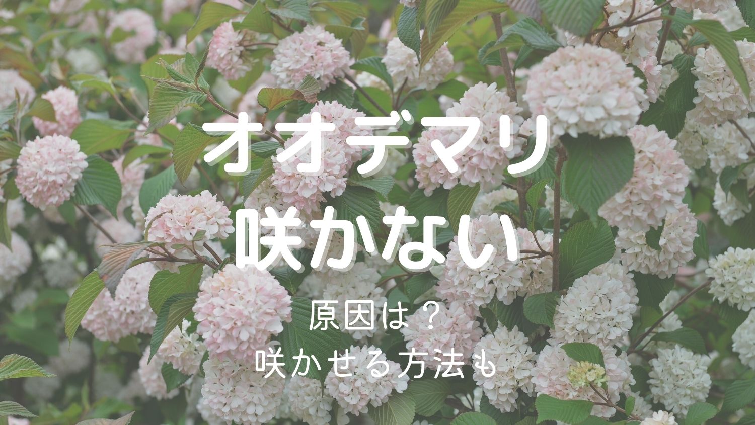 オオデマリの花が咲かない原因と咲かせるための対処法をくわしく解説