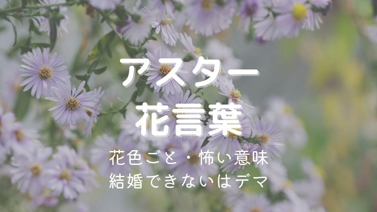 アスターの花言葉に怖い意味はある？「結婚しない」はデマで色別も紹介！