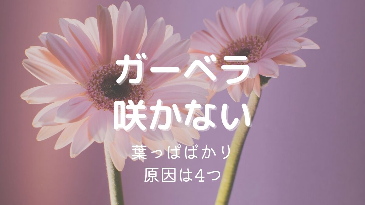 ガーベラが葉っぱばかりで花が咲かない原因と咲かせるための対処法を詳しく解説！