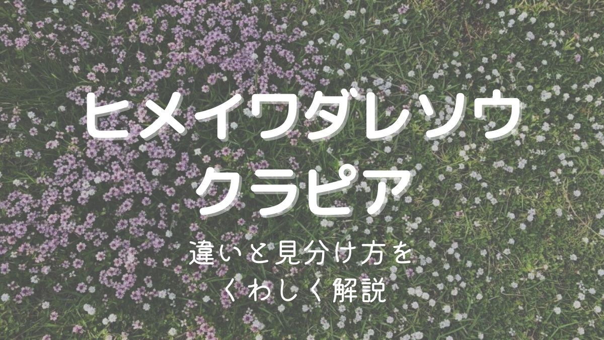 クラピアとヒメイワダレソウの違いは？見分ける方法をくわしく解説