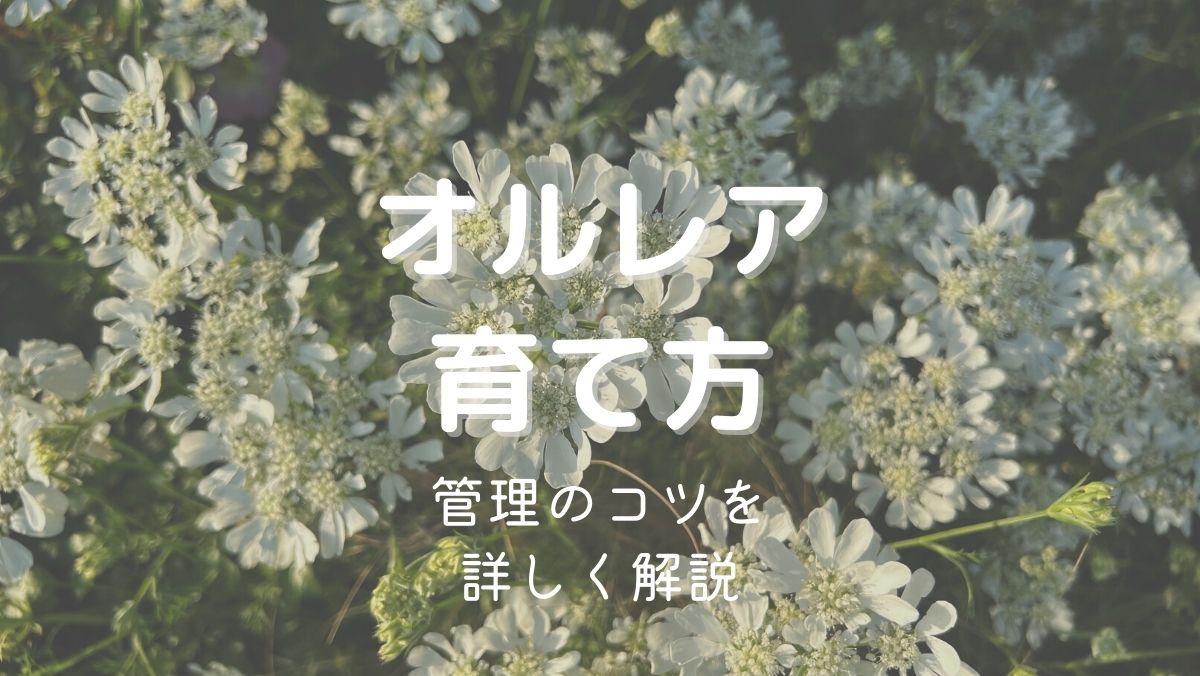 オルレア（オルラヤ）の育て方と管理のコツを初心者にも分かりやすく解説