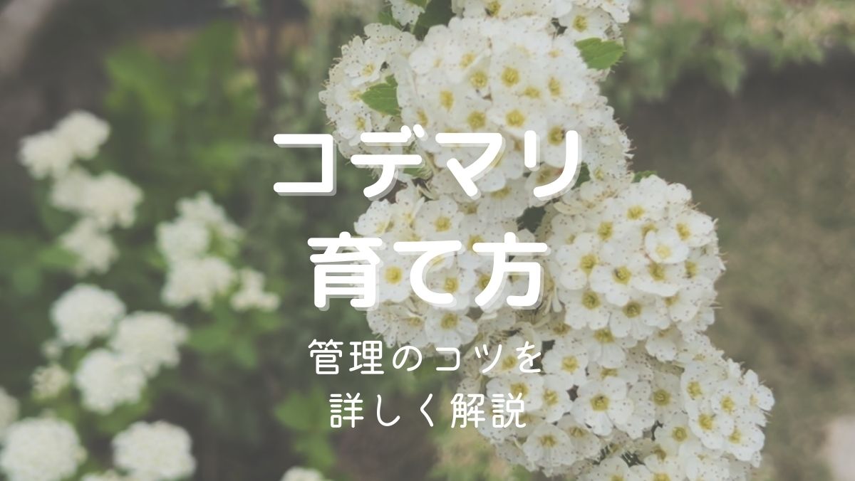 コデマリの育て方や管理のコツを初心者でもわかりやすく解説