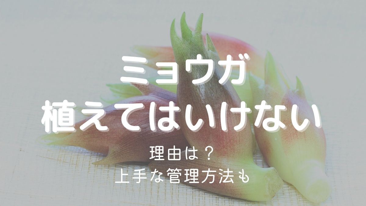 ミョウガを庭に植えてはいけない理由は増えすぎるから！対処法も解説