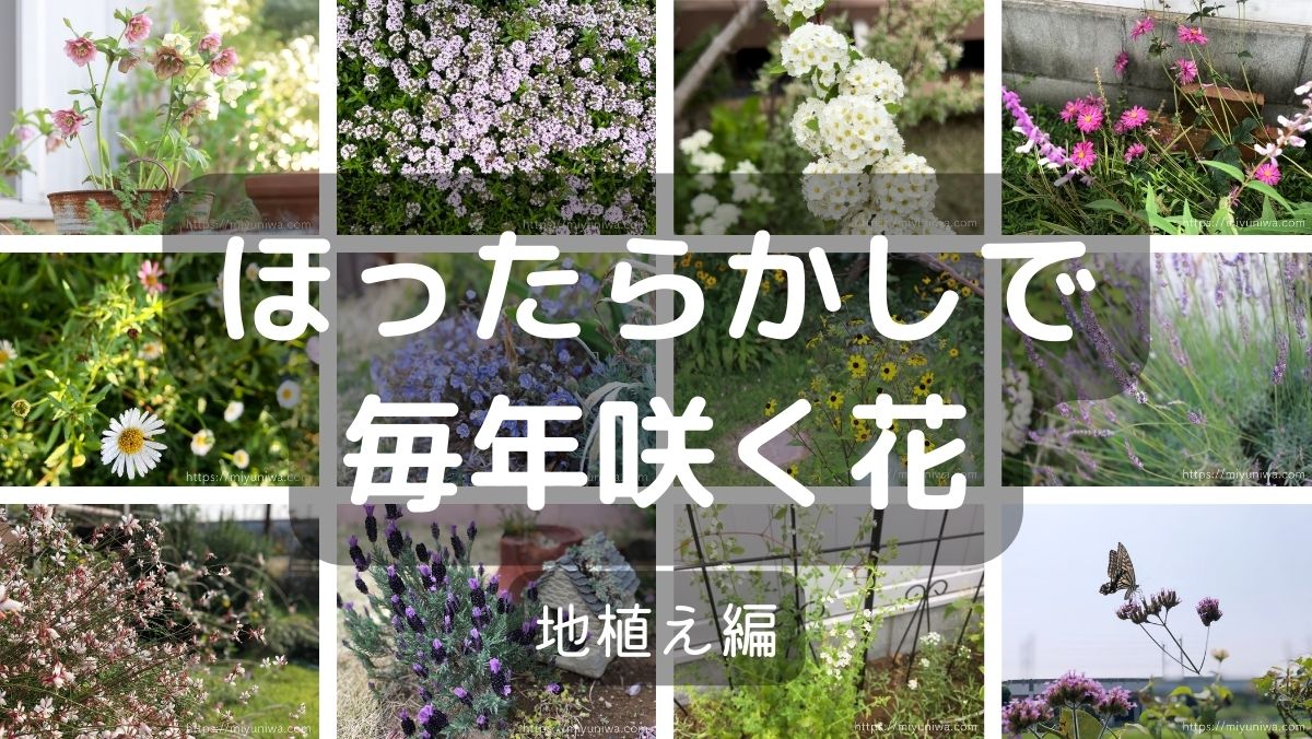 ほったらかしで毎年咲く花！地植えのおすすめ21選