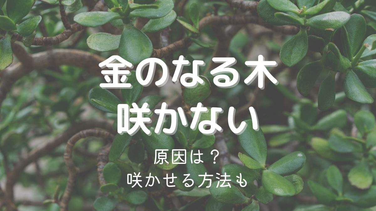 金のなる木の花が咲かない原因と対処法をガーデニングコーディネーターが解説！