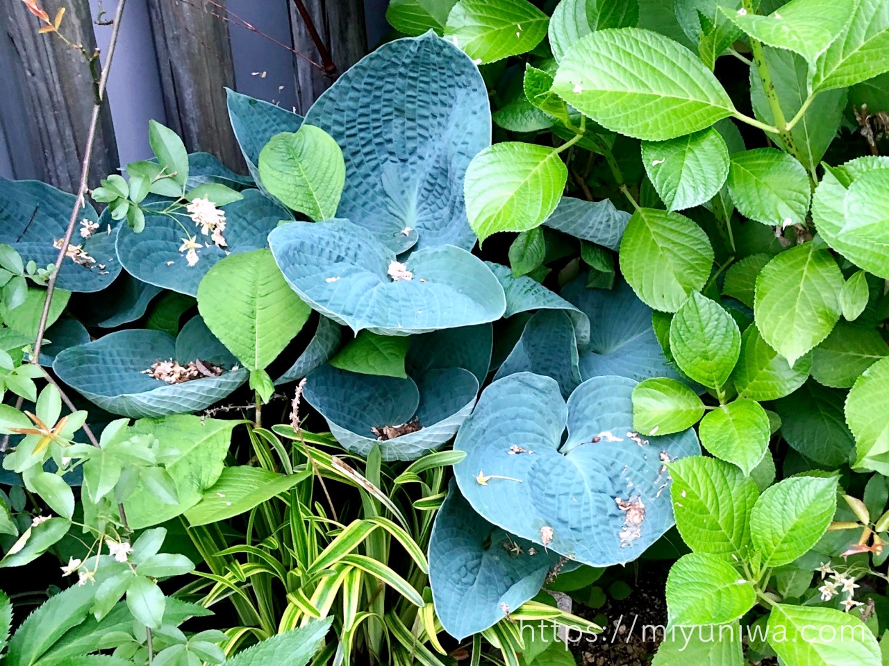 植えてよかった宿根草のホスタ（ヒューケラ）