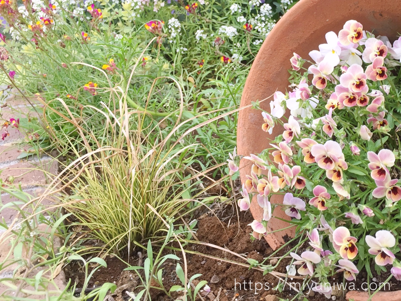 植えてよかった宿根草のカレックス