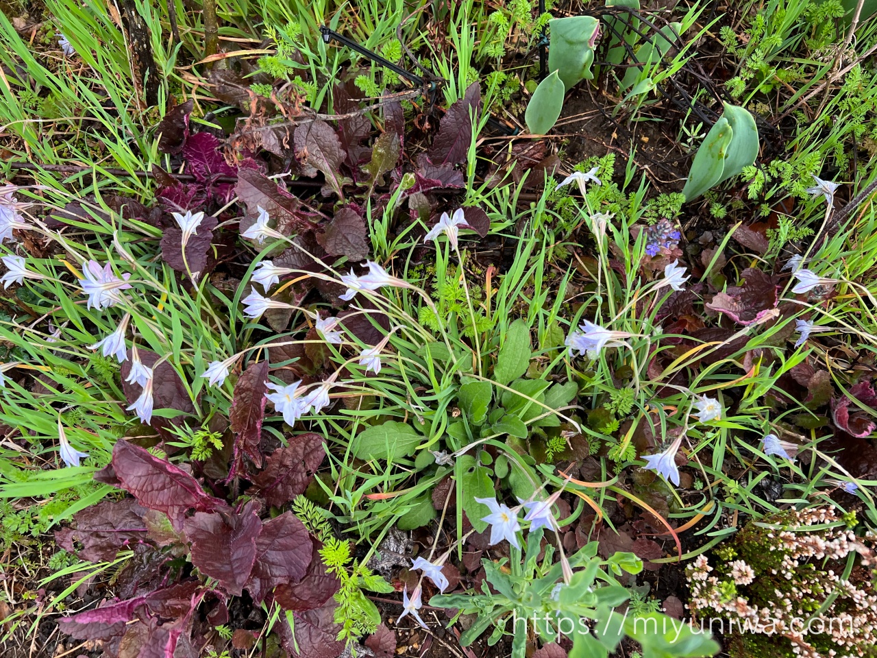 ハナニラの花が閉じたところ