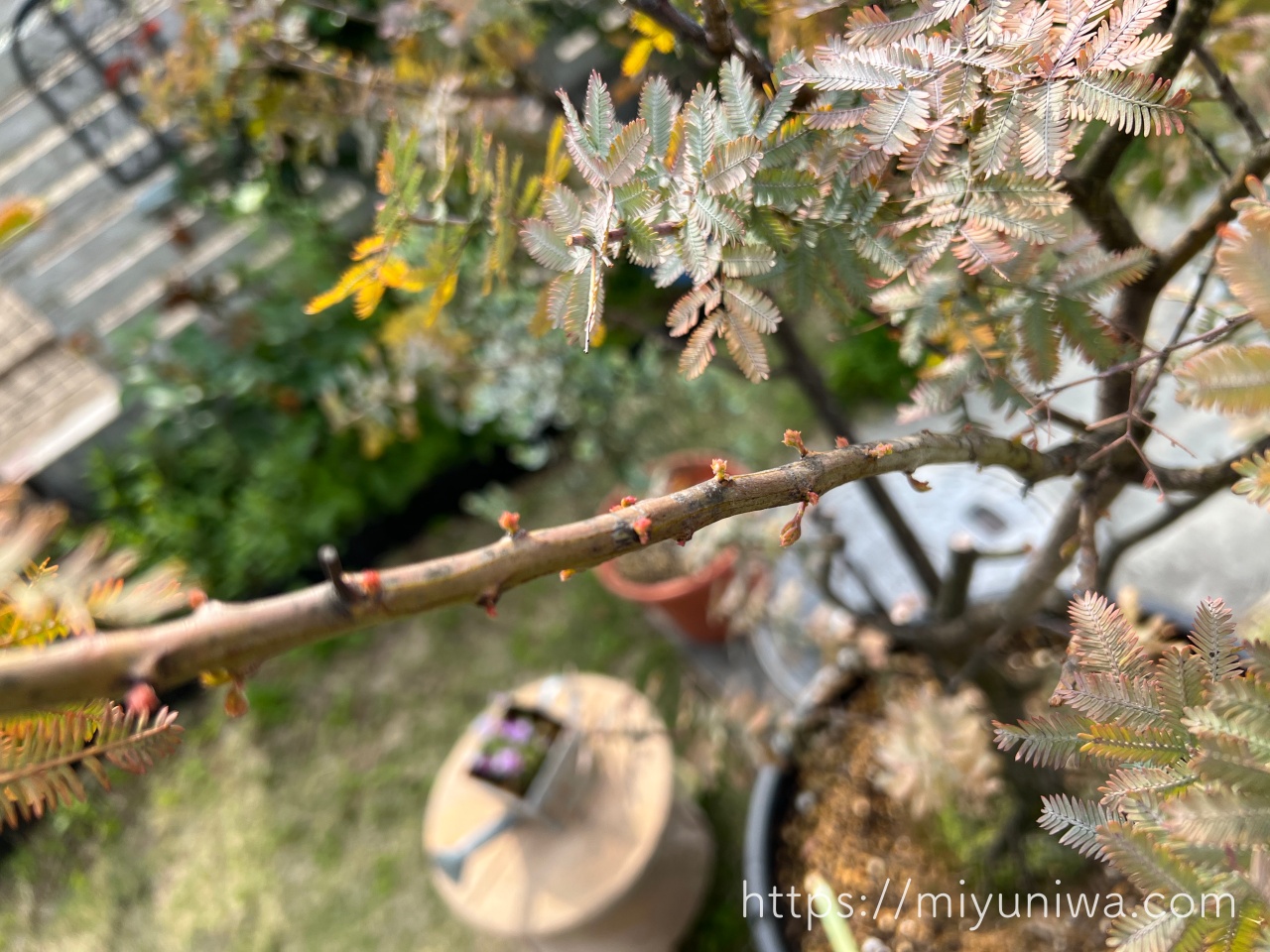 ミモザの剪定後に出てきた新芽