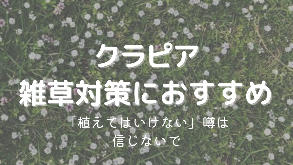 クラピアを植えてはいけないと言われる理由は？実際に育てたら雑草防止になった