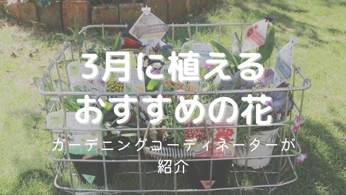 3月に植える花まとめ！ガーデニング初心者にもおすすめの育てやすい植物