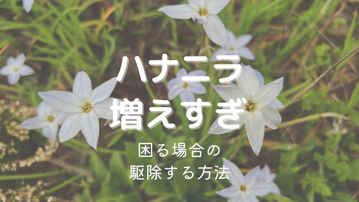 ハナニラが増えすぎて困る場合の対処法！駆除方法を詳しく解説