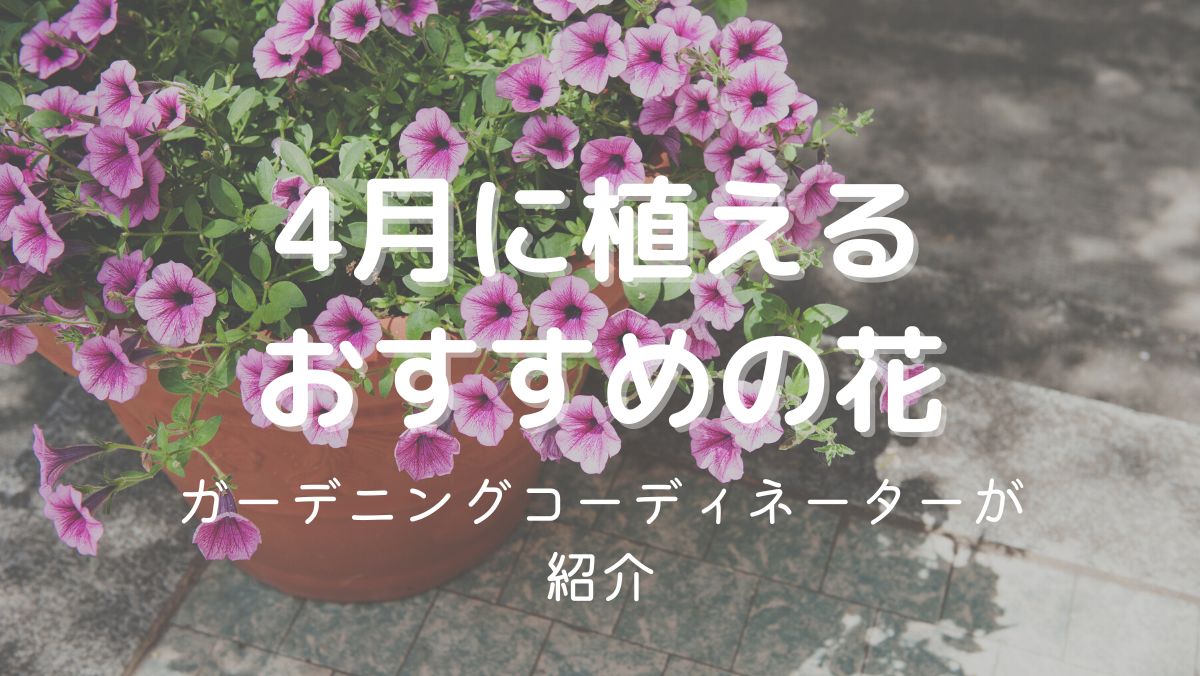 4月に植える花まとめ！ガーデニング初心者にもおすすめの植物