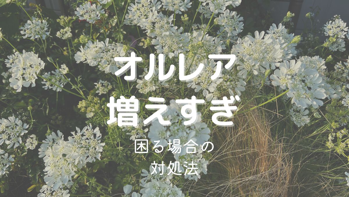 オルレア（オルラヤ）が増えすぎて困る場合の対処法！上手に管理するコツは？