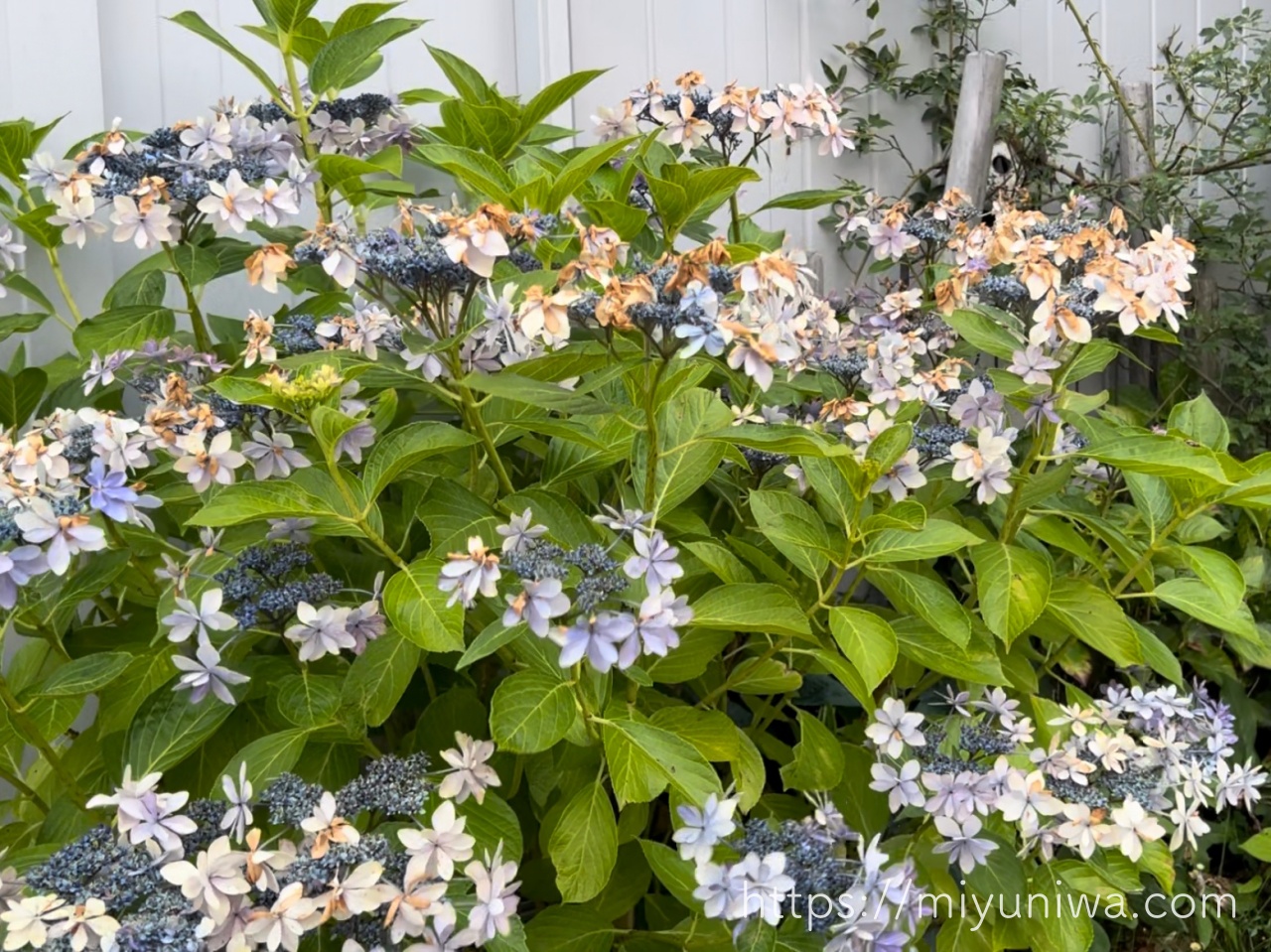 剪定前の紫陽花