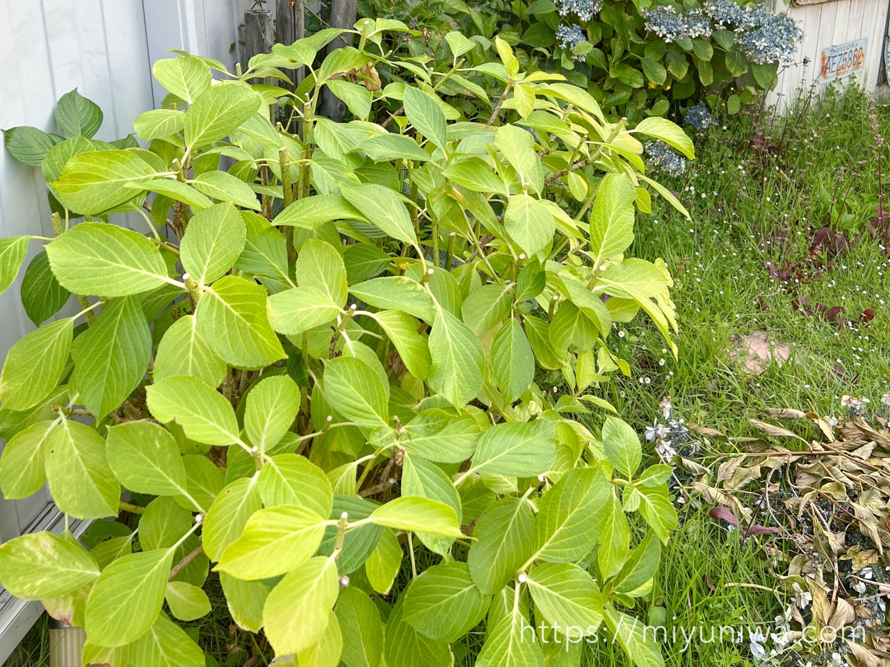 剪定直後の紫陽花