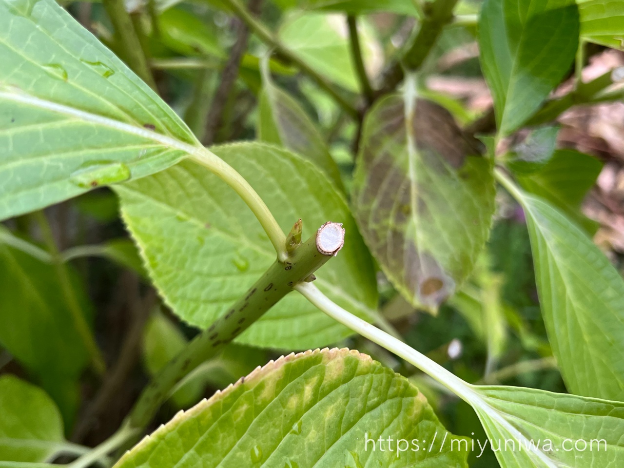 紫陽花の剪定直後の様子