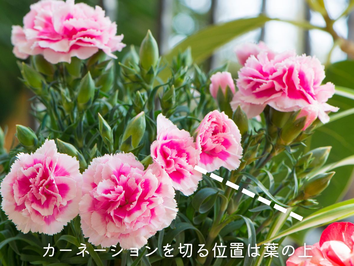 カーネーションの植えっぱなしはNG！花が咲き終わったら切り戻しをする。