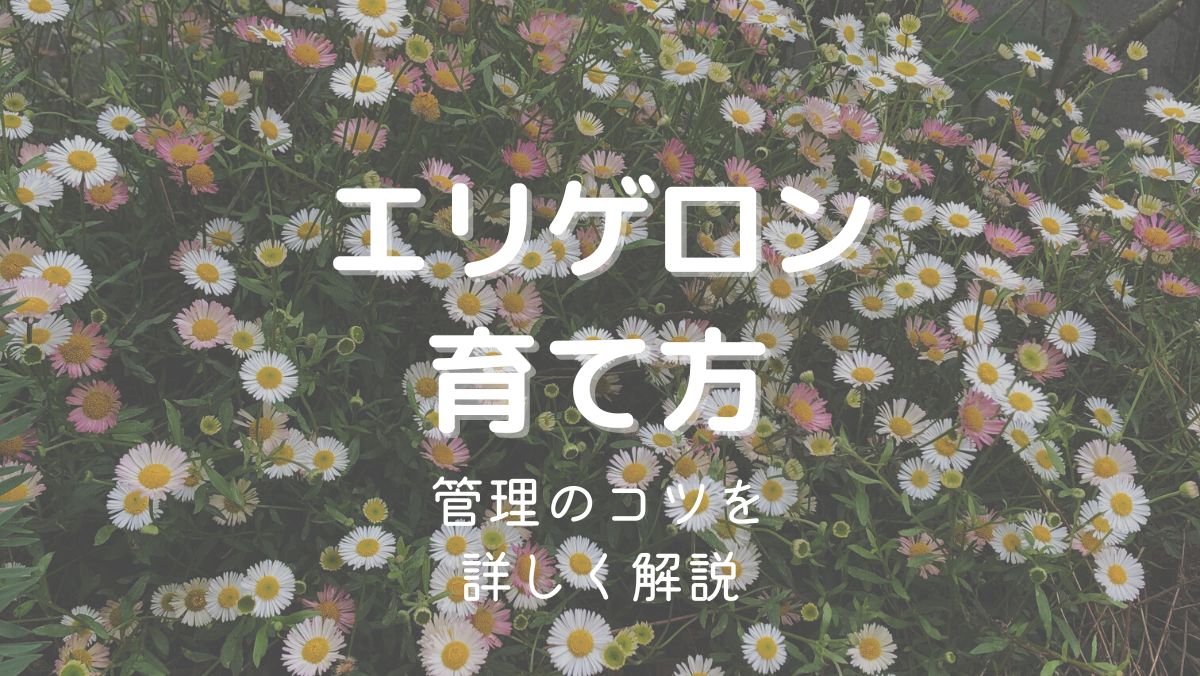 エリゲロンの育て方と管理のコツを初心者にもわかりやすく解説