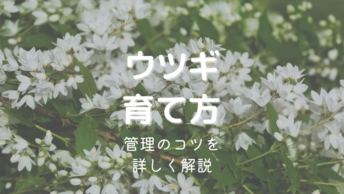 ウツギの育て方と管理のコツを初心者にもわかりやすく解説