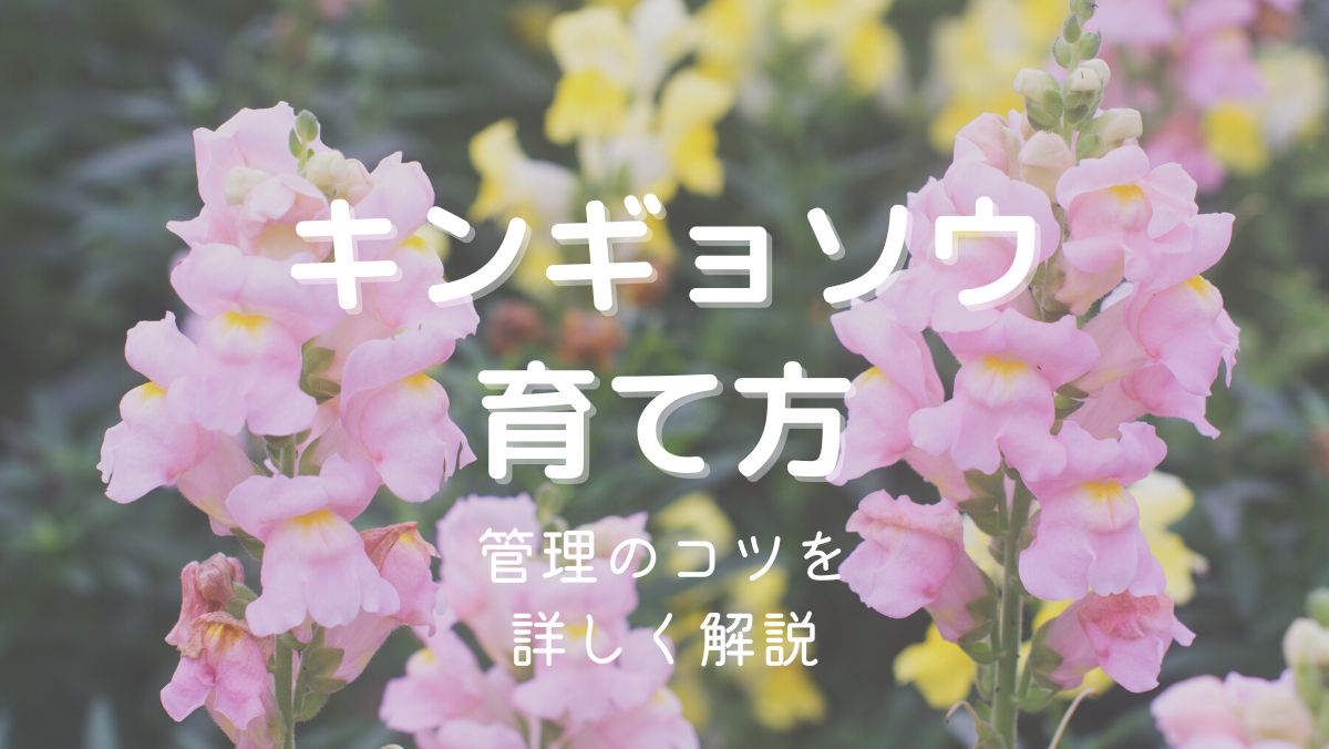 キンギョソウの育て方と管理のコツを初心者にもわかりやすく解説