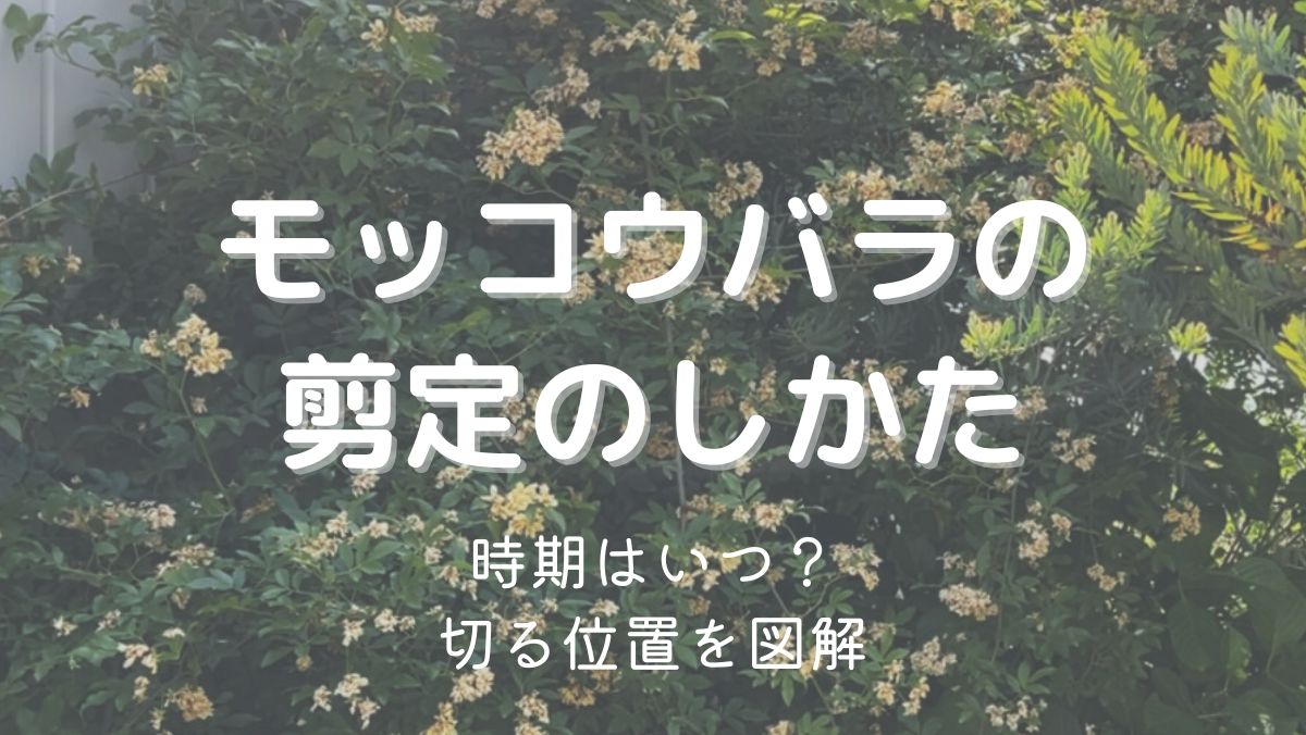 モッコウバラの剪定の仕方を図解！時期や位置をくわしく解説