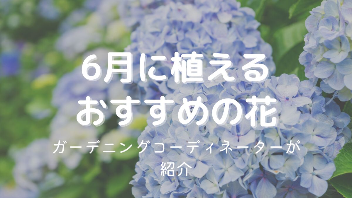 6月に植える花一覧！ガーデニング初心者にもおすすめの植物