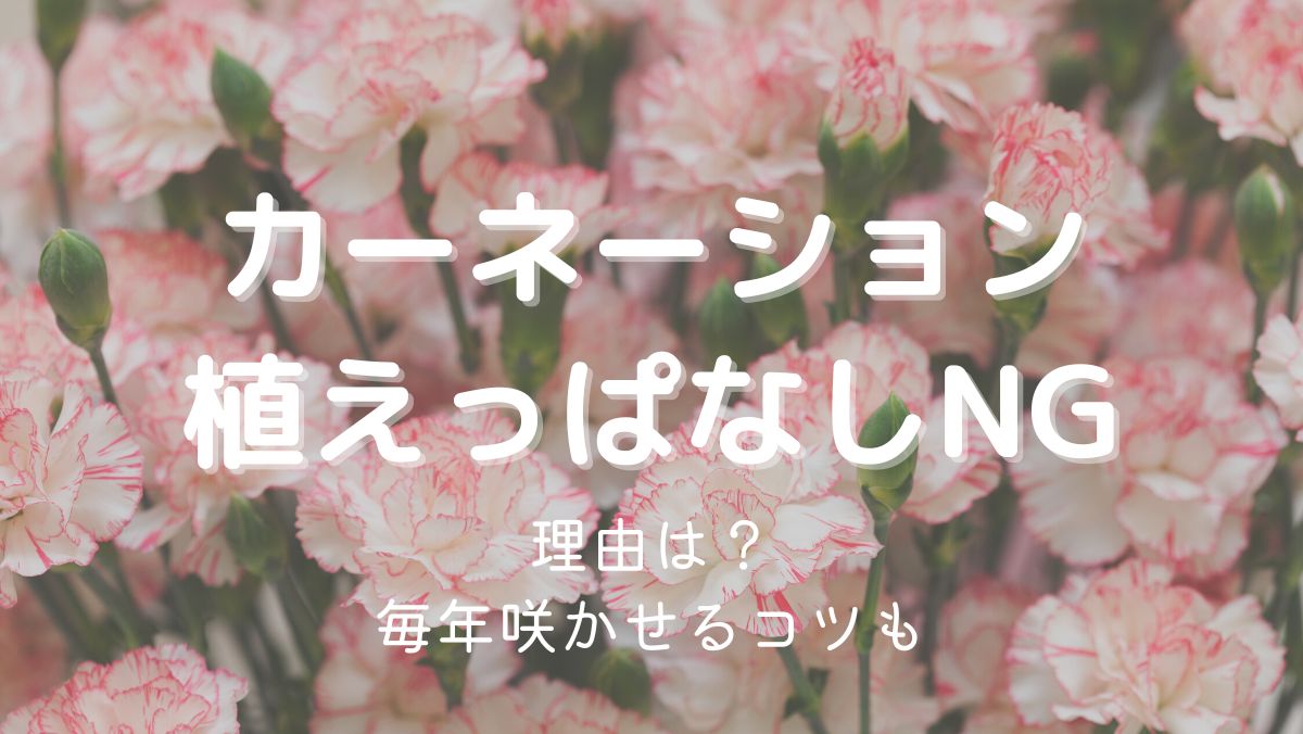 カーネーションは植えっぱなしNG！毎年咲かせるための管理方法を解説