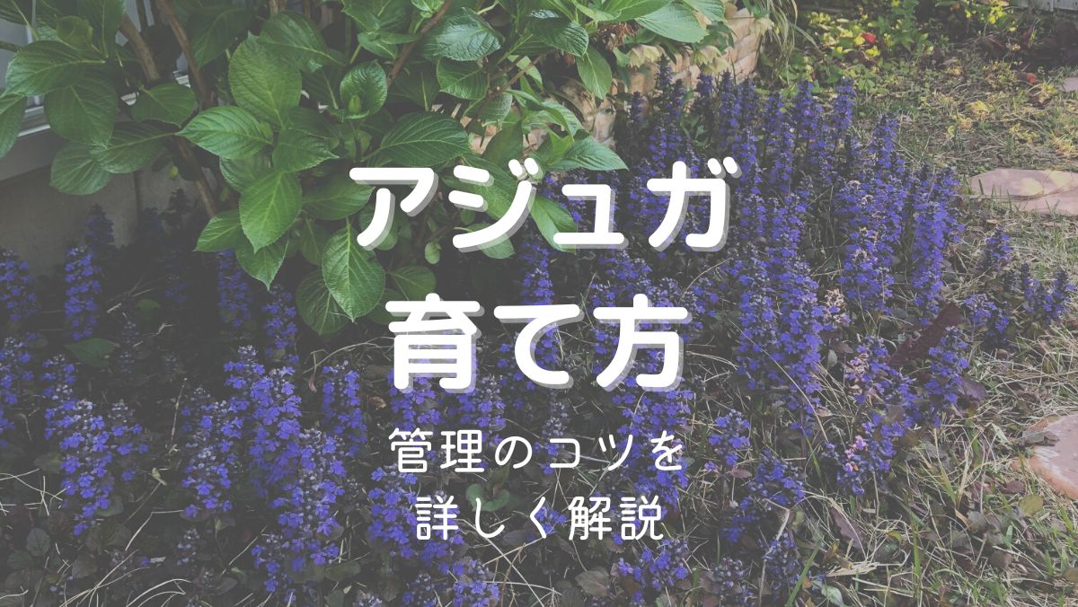 アジュガの育て方と管理のコツを初心者にもわかりやすく解説