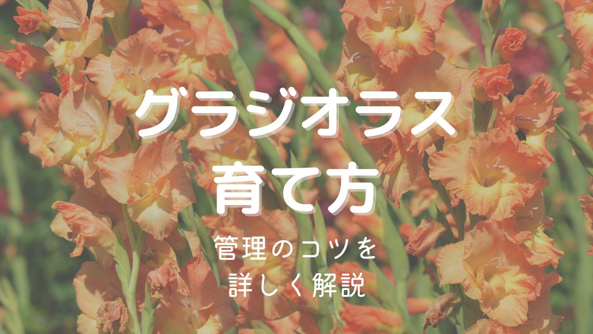 グラジオラスの育て方と管理のコツを初心者にもわかりやすく解説