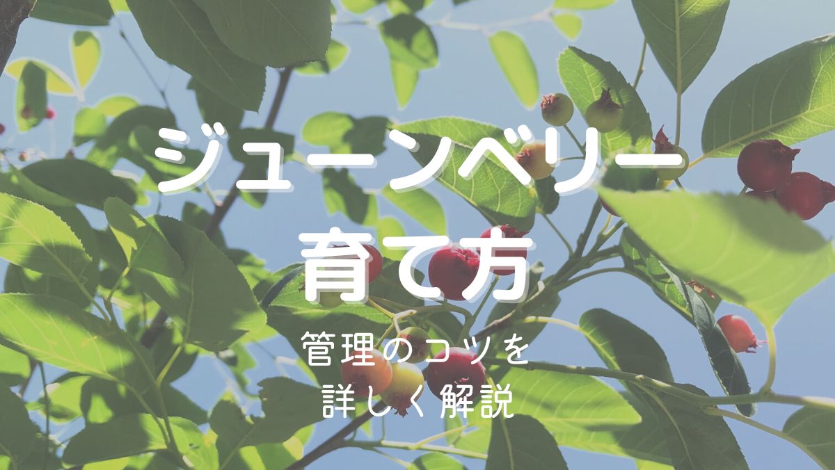 ジューンベリーの育て方や管理のコツを初心者にもわかりやすく解説