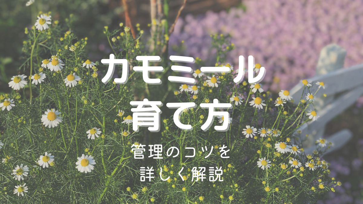 カモミールの育て方と管理のコツを初心者にもわかりやすく解説