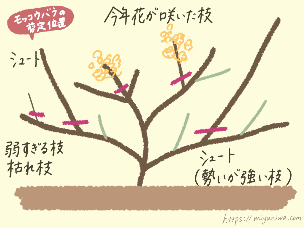 モッコウバラの剪定位置を図解