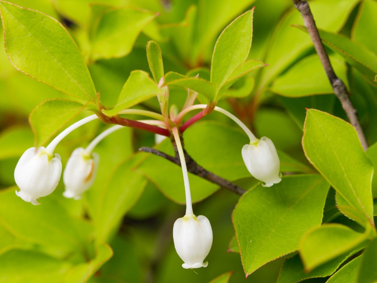 ドウダンツツジの花