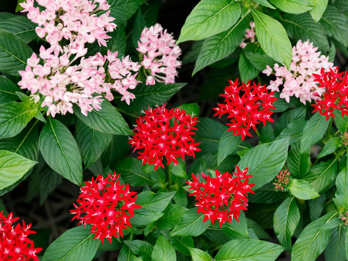 7月に植える花｜ペンタス