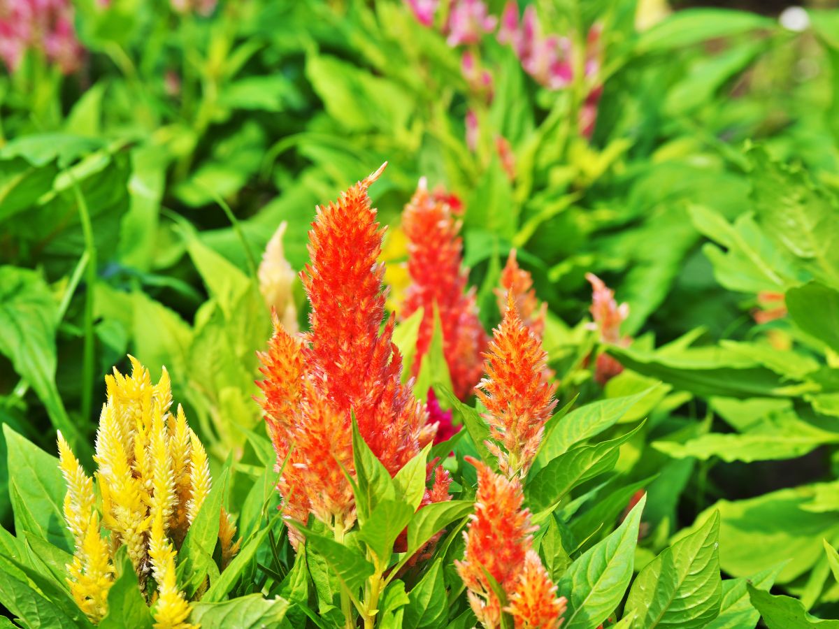 7月に植える花｜ケイトウ