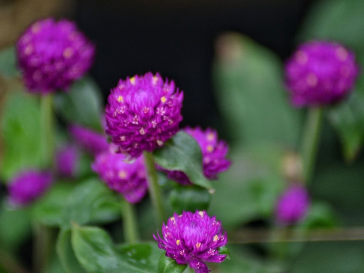 7月に植える花｜センニチコウ