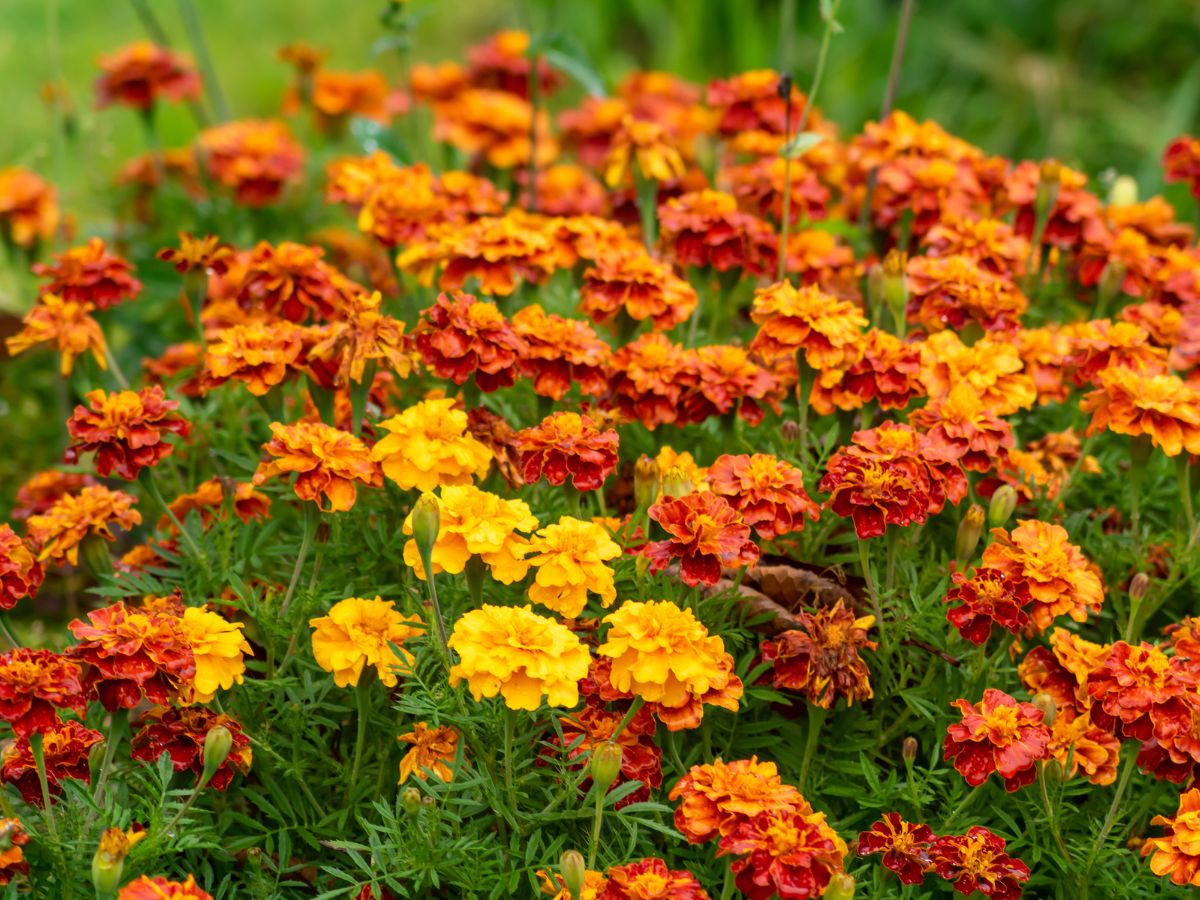 7月に植える花｜マリーゴールド