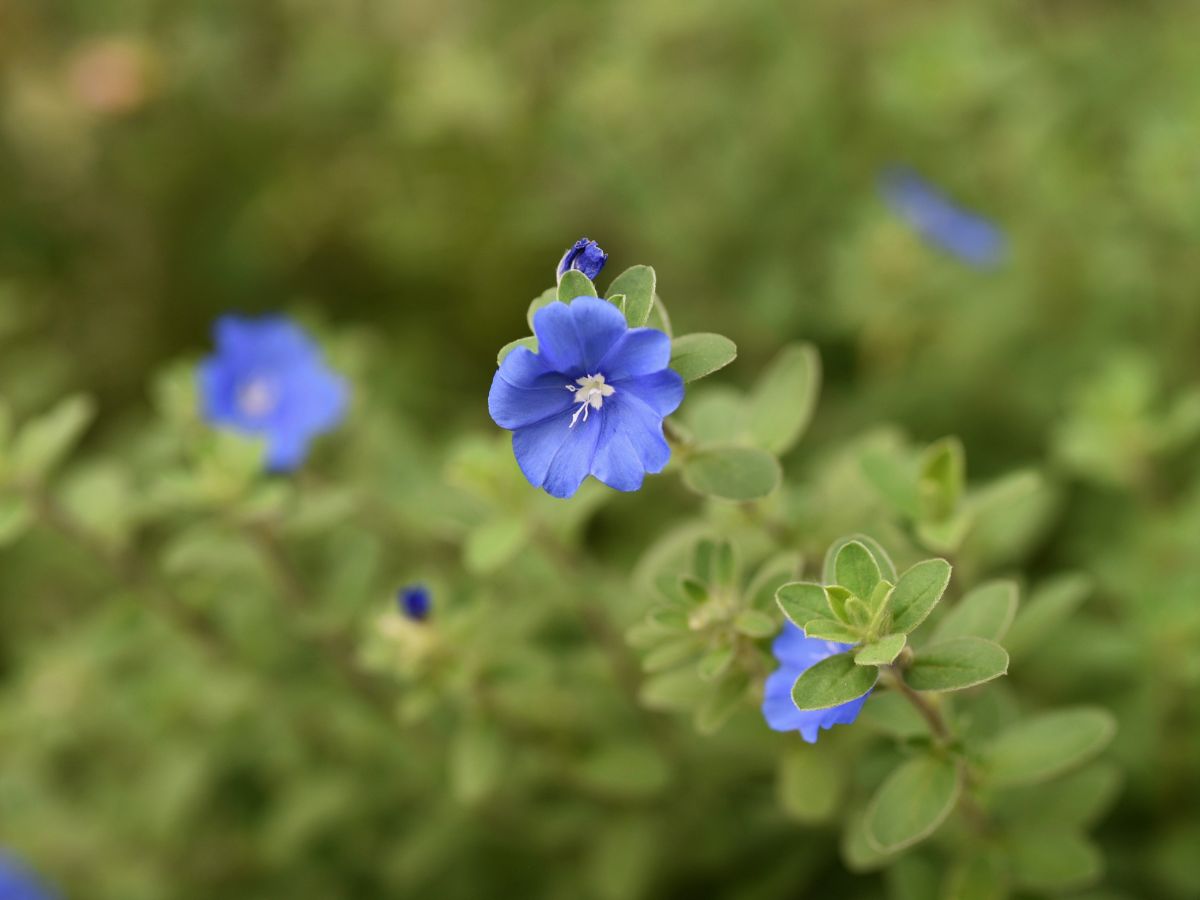 7月に植える花｜アメリカンブルー（エボルブルス）