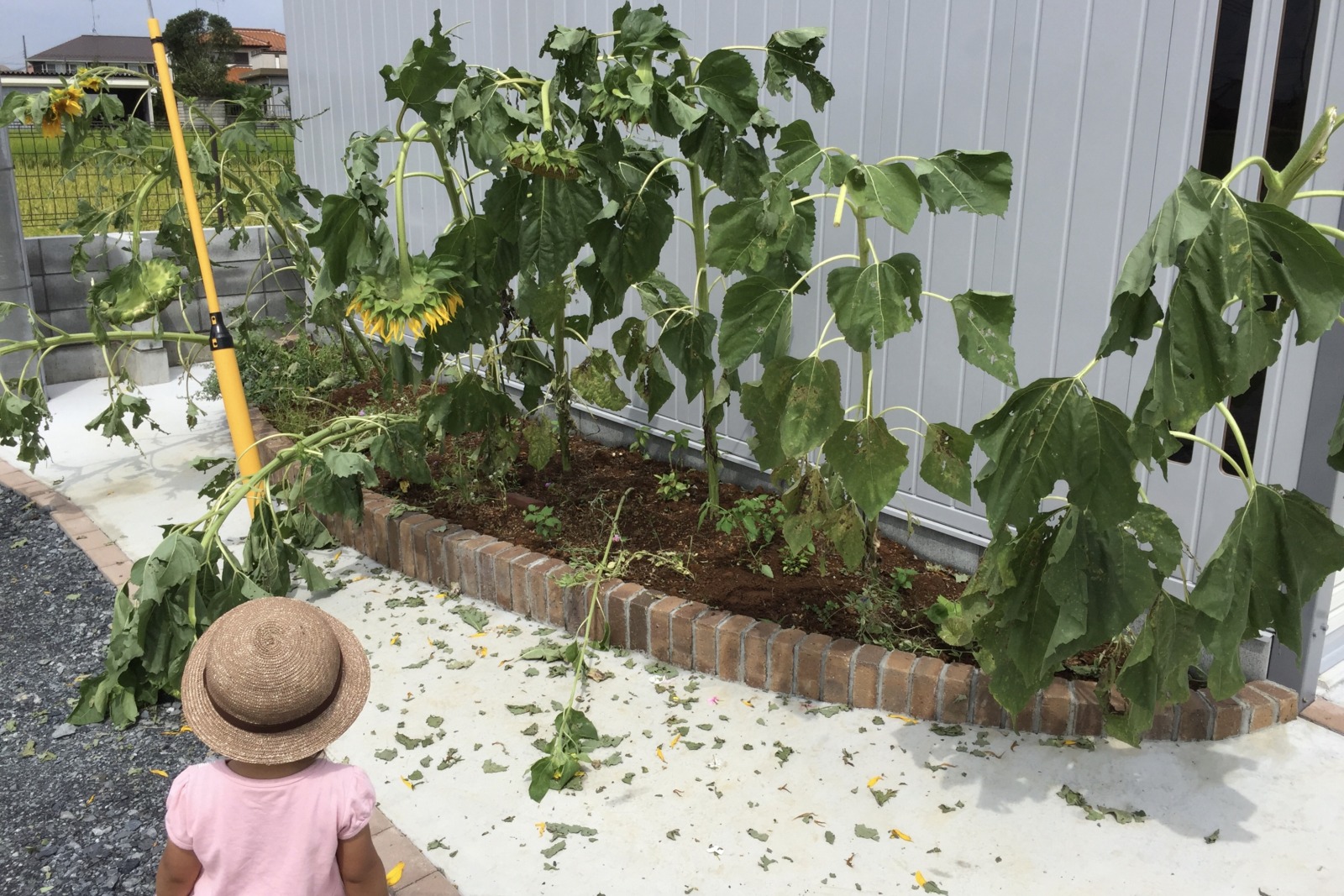 ひまわりを庭に植えてはいけない理由