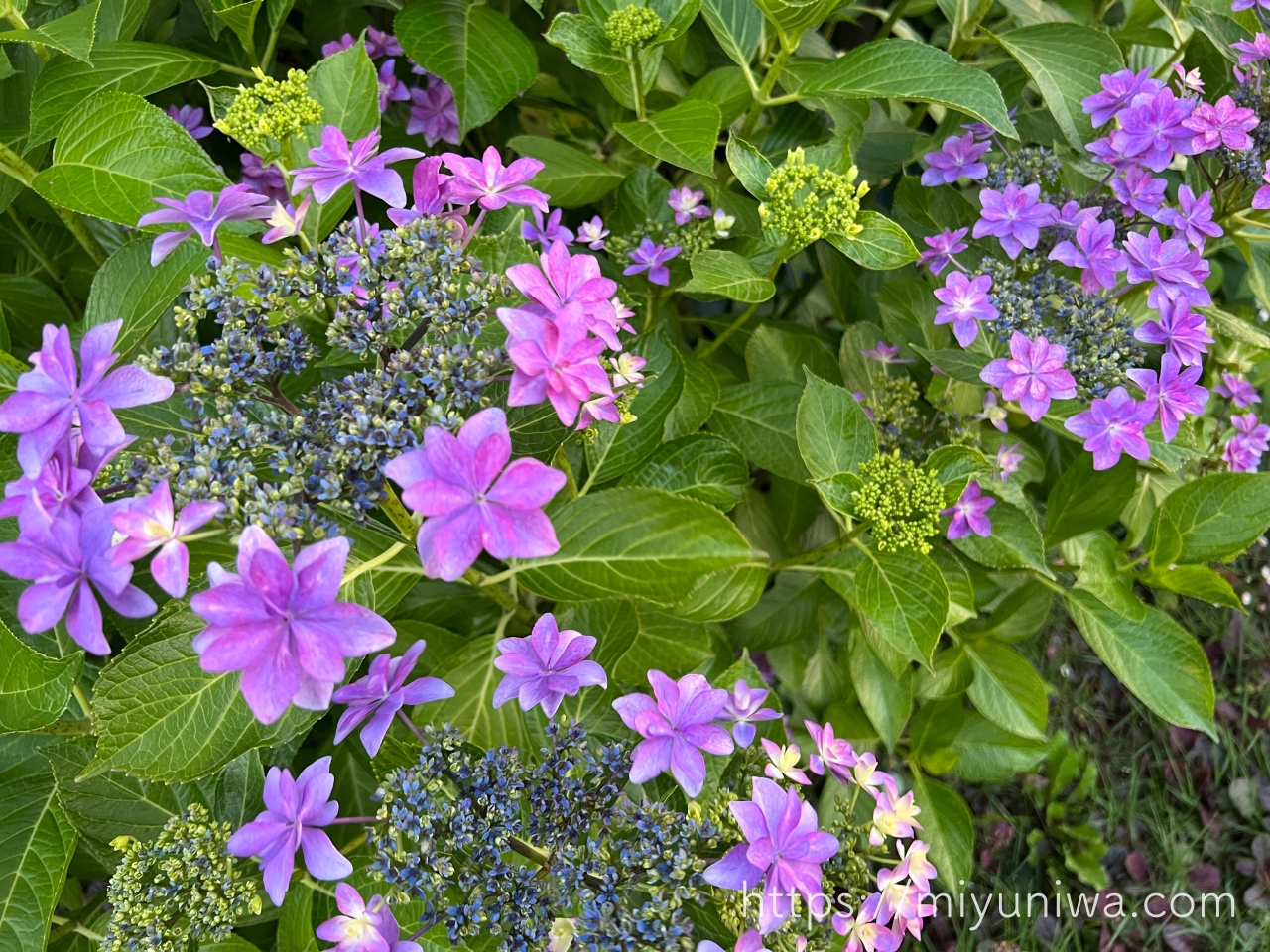 紫陽花の育て方