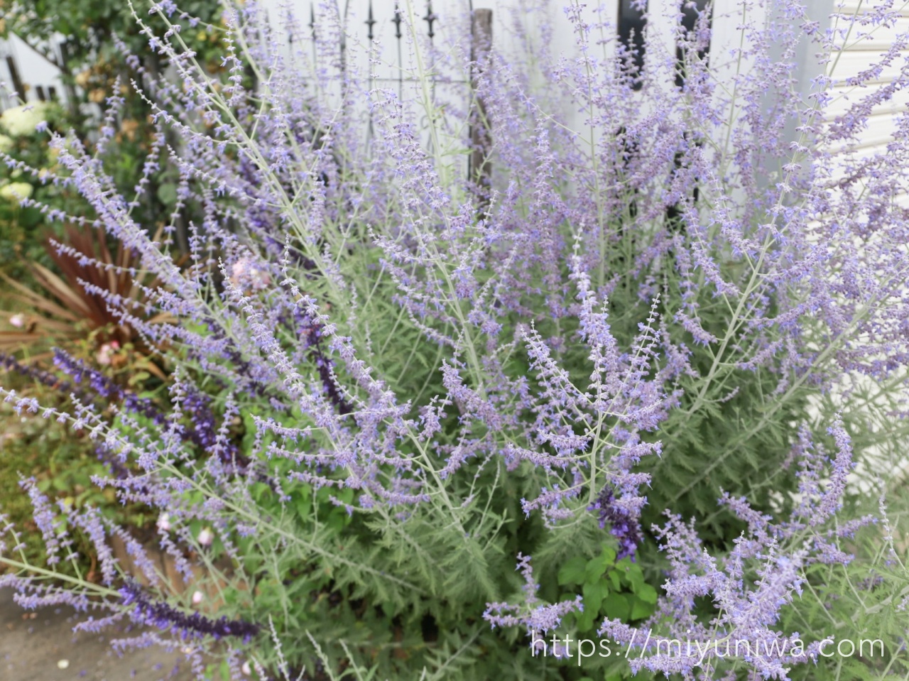 雨に打たれても大丈夫な花｜サルビア・セージ